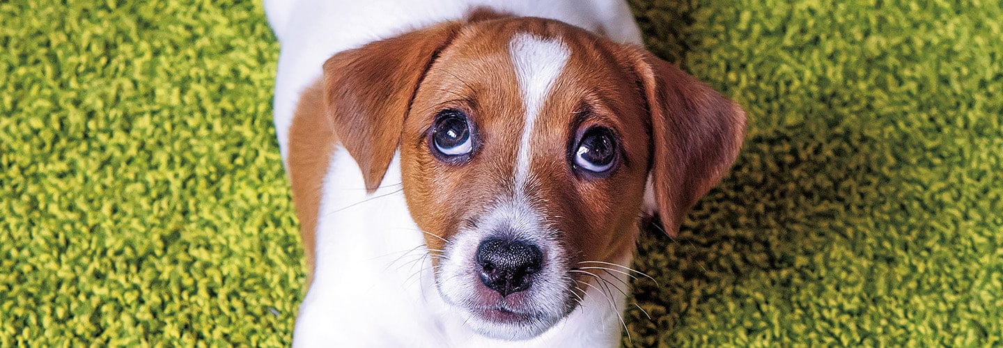 A puppy laying down and giving "puppy dog" eyes