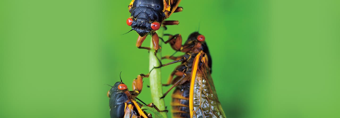 Image of three insects with wings climbing on a plant