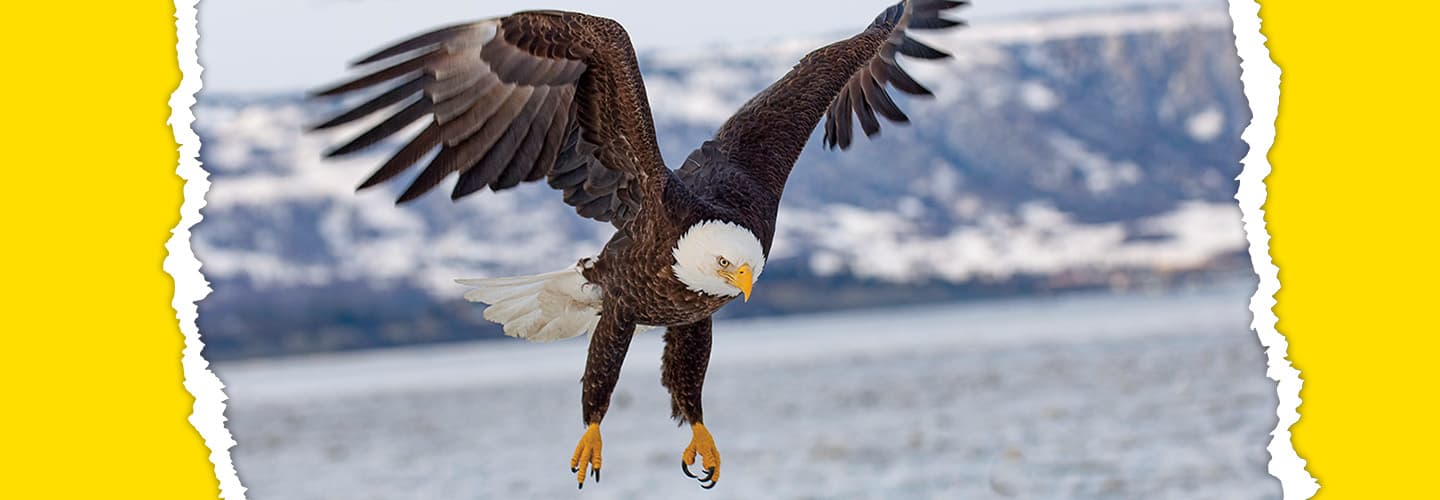 Photo of an eagle flying with mountains in the background