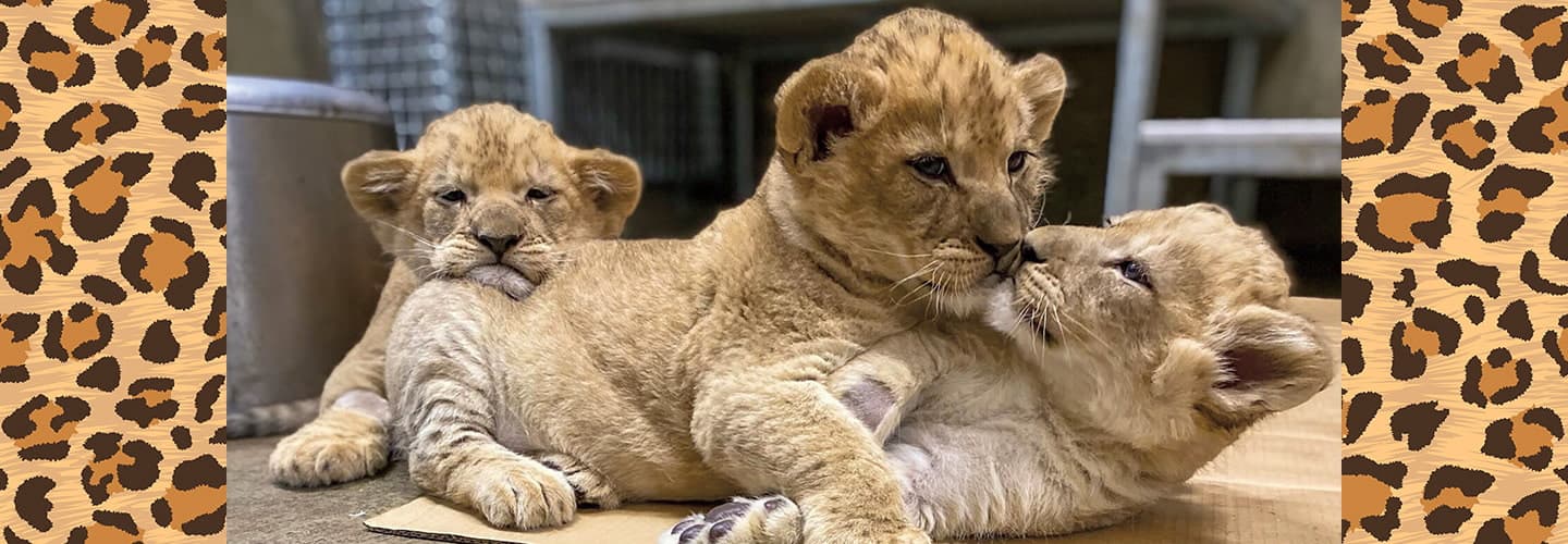 Photo of three baby lion cubs cuddling with each other