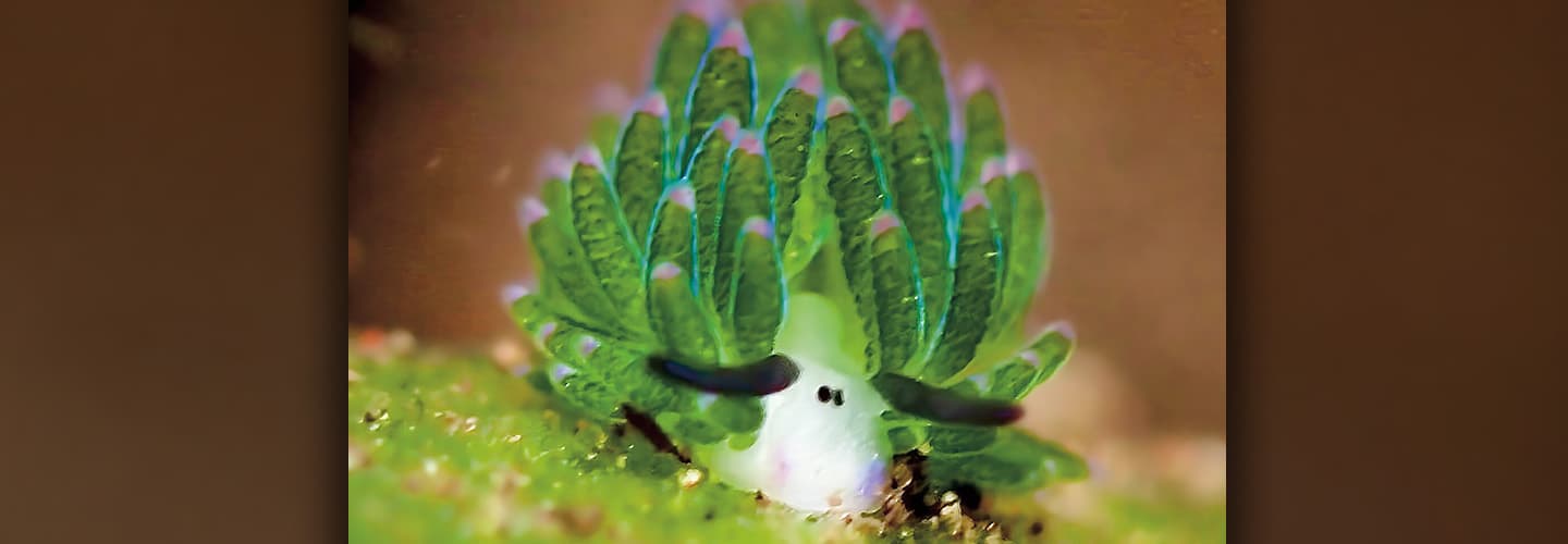 Image of creature that slightly resembles a sheep