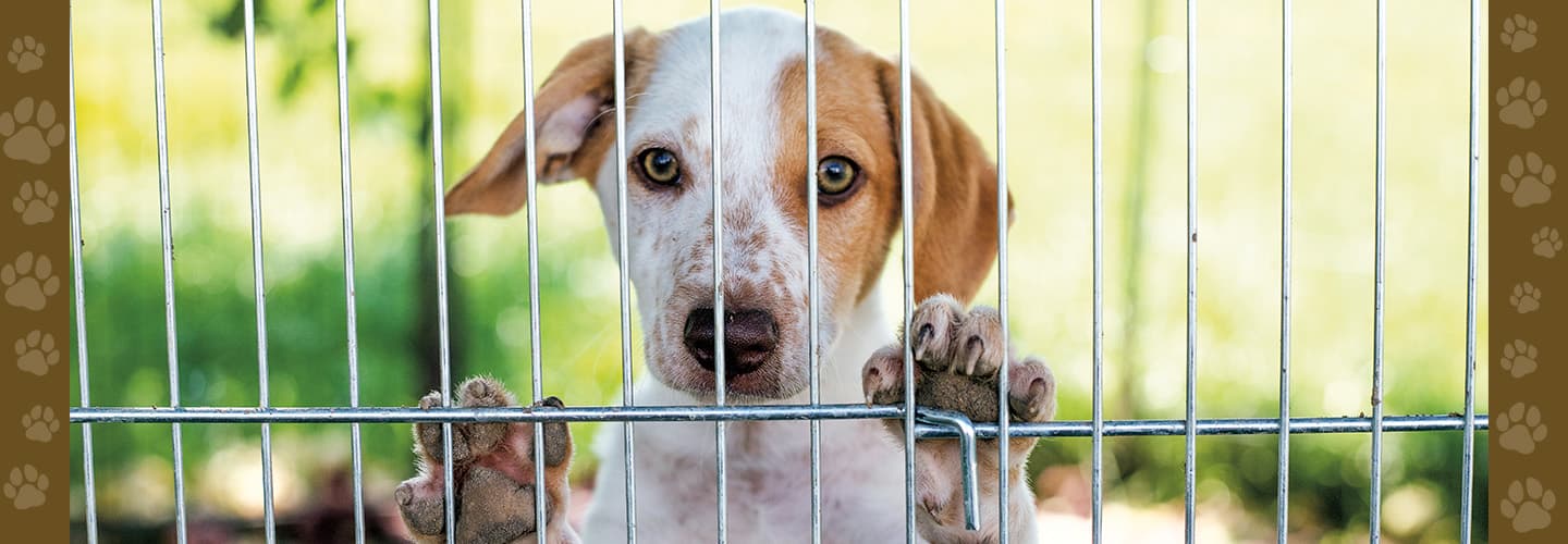 a dog holding its paws up behind a cage
