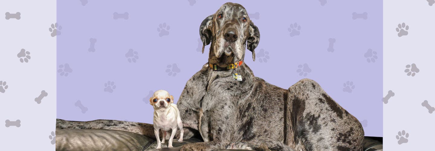 Image of a very small dog next to a very large dog