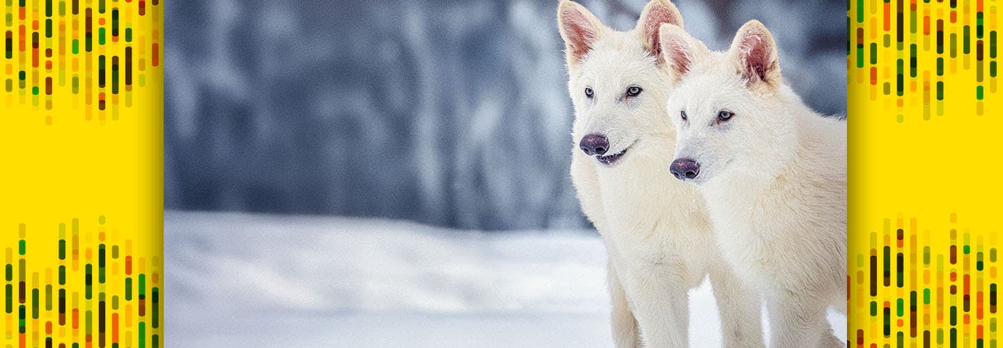 Image of two dire wolves