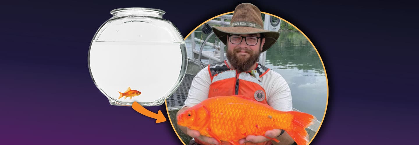 Image of huge goldfish caught in lake and image of small goldfish in bowl
