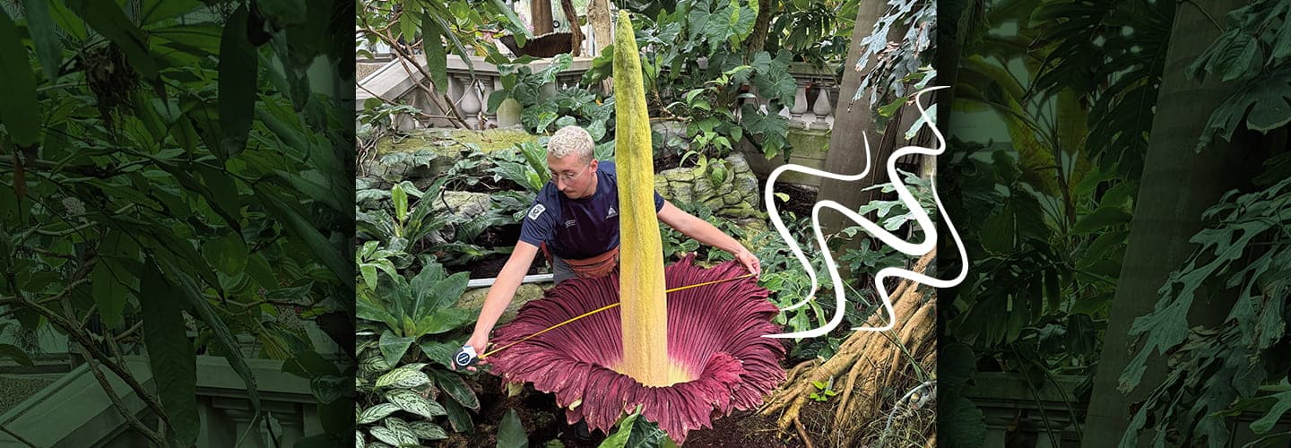 Image of person handling a large plant that is emitting an odor